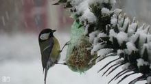 Winter (buitenvogels-insecten)