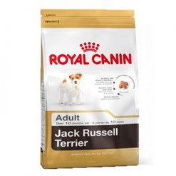 Jack russel 1,5kg
