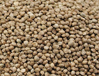 Kempzaad 800g.