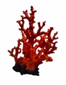 Deco koraal